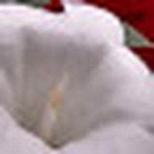 Meet your Posher, Anne